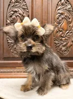 Precious Female , a female Shih Tzu and Shorkie for sale in Houston, TX – Photo 5 of 10