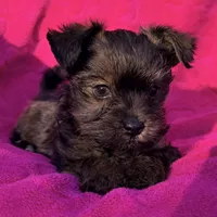 Precious Female , a female Shih Tzu and Shorkie for sale in Houston, TX – Photo 3 of 6
