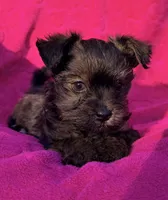 Precious Female , a female Maltipoo and Shorkie for sale in Houston, TX – Photo 3 of 6