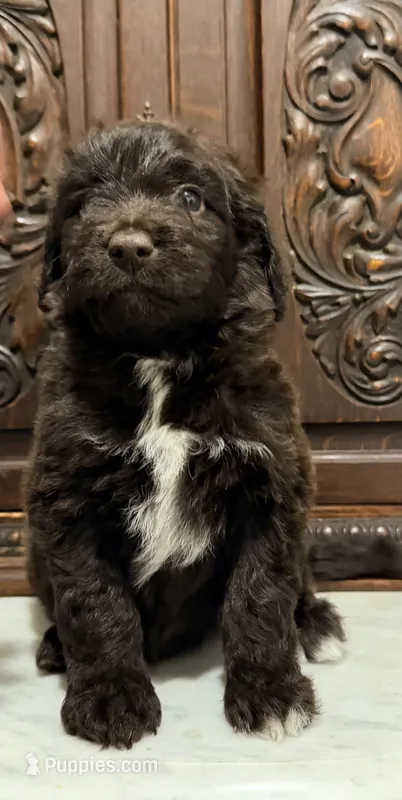 Adorable Female – Aussiedoodle puppy for sale in Houston, TX