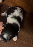 Precious Tiny Female, a female Chihuahua and Poodle - Toy  for sale in Houston, TX – Photo 5 of 7