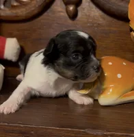 Precious Tiny Female, a female Chihuahua and Poodle - Toy  for sale in Houston, TX – Photo 2 of 7