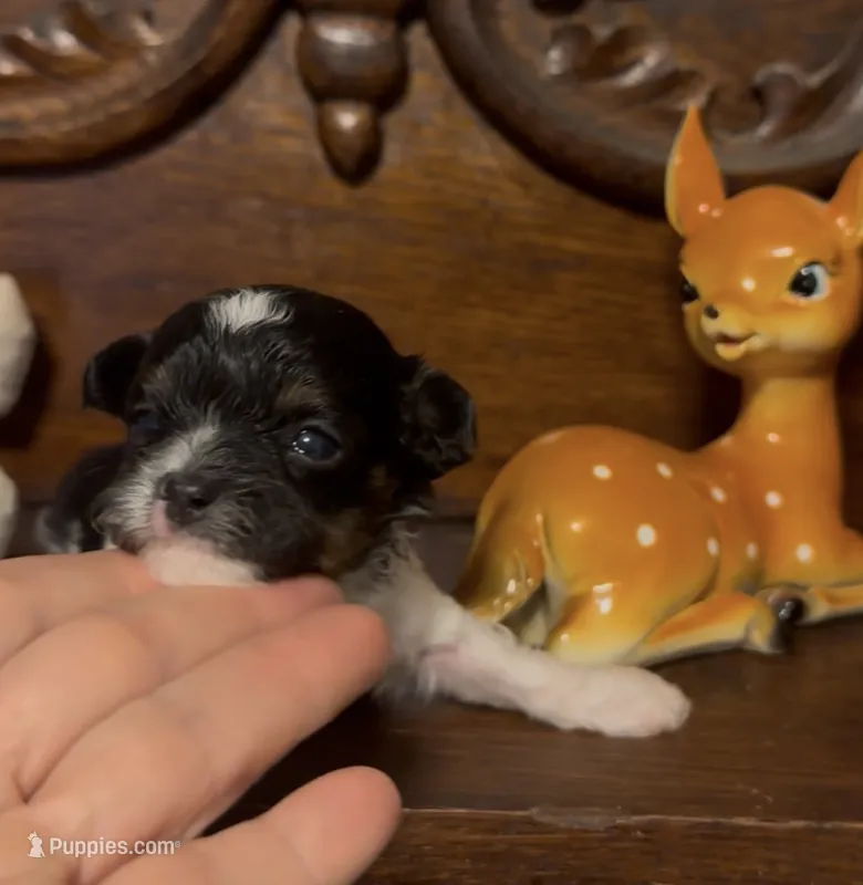 Precious Tiny Female