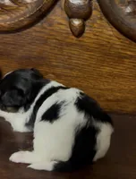 Precious Tiny Female, a female Chihuahua and Poodle - Toy  for sale in Houston, TX – Photo 4 of 7