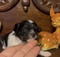 Precious Tiny Female, a female Chihuahua and Poodle - Toy  for sale in Houston, TX – Photo 7 of 7