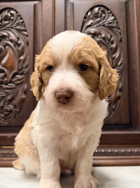 Gorgeous Brittany Doodle – French Brittany, Poodle - Standard  puppy for sale in Houston, TX