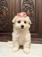 Gorgeous Female , a female Malchi for sale in Houston, TX – 7 of 7