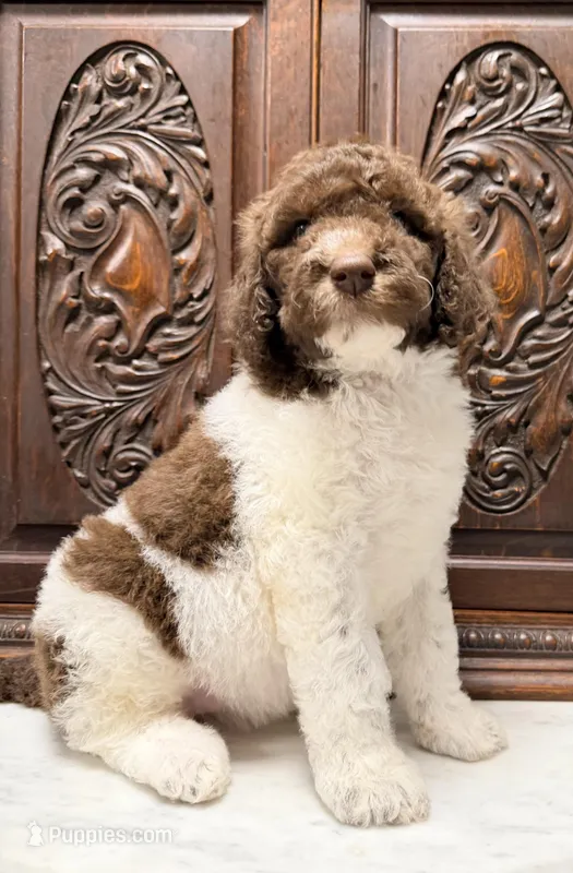 Beautiful Female  – Poodle - Standard  puppy for sale in Houston, TX