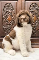 Beautiful Female , a female Poodle - Standard  for sale in Houston, TX – Photo 1 of 10