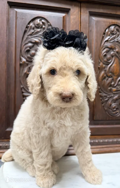 Beautiful Female  – Poodle - Standard  puppy for sale in Houston, TX