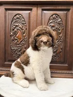 Beautiful Female , a female Poodle - Standard  for sale in Houston, TX – Photo 10 of 10