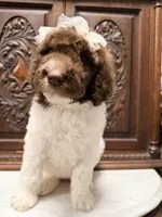 Beautiful Female , a female Poodle - Standard  for sale in Houston, TX – Photo 3 of 10