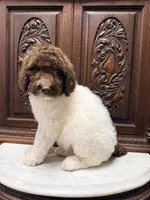 Beautiful Female , a female Poodle - Standard  for sale in Houston, TX – Photo 4 of 10
