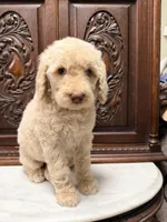 Beautiful Female , a female Poodle - Standard  for sale in Houston, TX – 3 of 7