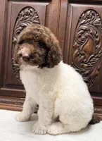 Beautiful Female , a female Poodle - Standard  for sale in Houston, TX – Photo 7 of 10