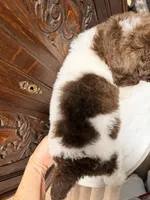 Beautiful Female , a female Poodle - Standard  for sale in Houston, TX – Photo 5 of 10