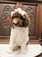 Beautiful Female , a female Poodle - Standard  for sale in Houston, TX – Photo 8 of 10