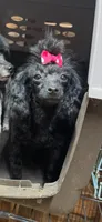 Tiny Toy Female, a female Poodle - Toy  for sale in Houston, TX – 7 of 10