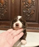 Light Chocolate and White Female , a female Aussiedoodle for sale in Houston, TX – 2 of 4