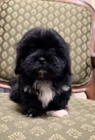 Cutie Little Boy, a male Maltipoo and Shih Tzu for sale in Houston, TX – Photo 2 of 6