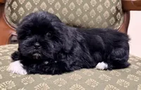 Cutie Little Boy, a male Maltipoo and Shih Tzu for sale in Houston, TX – Photo 4 of 6