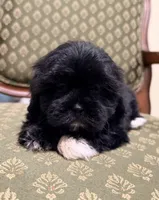 Cutie Little Boy, a male Maltipoo and Shih Tzu for sale in Houston, TX – Photo 5 of 6