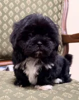 Cutie Little Boy, a male Maltipoo and Shih Tzu for sale in Houston, TX – Photo 1 of 6