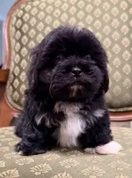 Cutie Little Boy, a male Maltipoo and Shih Tzu for sale in Houston, TX – Photo 3 of 6