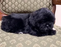 Cutie Little Boy, a male Maltipoo and Shih Tzu for sale in Houston, TX – Photo 6 of 6