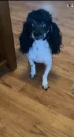 Tiny Toy Female, a female Poodle - Toy  for sale in Houston, TX – 6 of 10