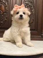 Gorgeous Female , a female Malchi for sale in Houston, TX – 4 of 7