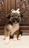Chihuahua Designer, a female Chihuahua and Shih Tzu for sale in Houston, TX – 5 of 5
