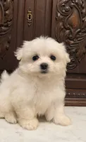 Precious Tiny Boy, a male Malchi for sale in Houston, TX – 5 of 6