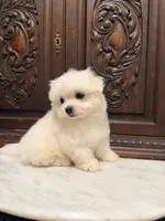 Precious Tiny Boy, a male Malchi for sale in Houston, TX – 2 of 6