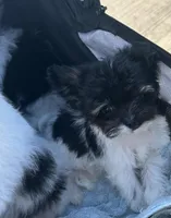 Precious Teacup Tiny Boy, a male Chihuahua and Chipoo for sale in Houston, TX – Photo 2 of 9