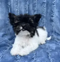 Precious Teacup Tiny Boy, a male Chihuahua and Chipoo for sale in Houston, TX – Photo 5 of 9