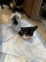 Precious Teacup Tiny Boy, a male Chihuahua and Chipoo for sale in Houston, TX – Photo 8 of 9