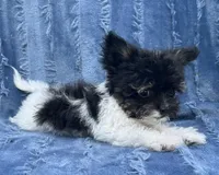 Precious Teacup Tiny Boy, a male Chihuahua and Chipoo for sale in Houston, TX – Photo 4 of 9