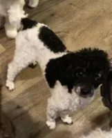 Precious Teacup Tiny Boy, a male Chihuahua and Chipoo for sale in Houston, TX – Photo 7 of 9