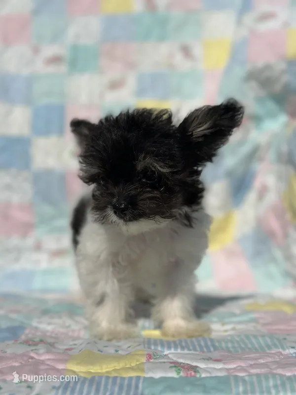 Precious Teacup Tiny Boy