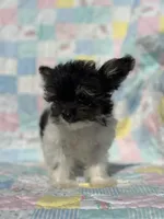 Precious Teacup Tiny Boy, a male Chihuahua and Chipoo for sale in Houston, TX – Photo 1 of 9