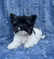 Precious Teacup Tiny Boy, a male Chihuahua and Chipoo for sale in Houston, TX – Photo 3 of 9