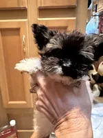 Precious Teacup Tiny Boy, a male Chihuahua and Chipoo for sale in Houston, TX – Photo 9 of 9