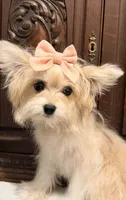 Little Female, a female Pomeranian for sale in Houston, TX – 1 of 7