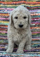 Handsome Boy, a male Poodle - Standard  for sale in Houston, TX – Photo 4 of 8