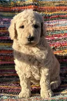 Handsome Boy, a male Poodle - Standard  for sale in Houston, TX – Photo 2 of 8