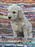 Handsome Boy, a male Poodle - Standard  for sale in Houston, TX – Photo 6 of 8