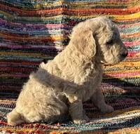 Handsome Boy, a male Poodle - Standard  for sale in Houston, TX – Photo 8 of 8