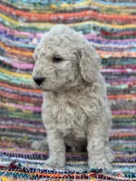 Handsome Boy, a male Poodle - Standard  for sale in Houston, TX – Photo 7 of 8