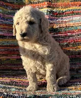 Handsome Boy, a male Poodle - Standard  for sale in Houston, TX – Photo 5 of 8